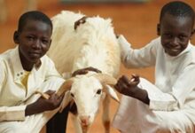 Afrika Kurbanlık Bağışı Fiyatları