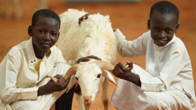 Afrika Kurbanlık Bağışı Fiyatları